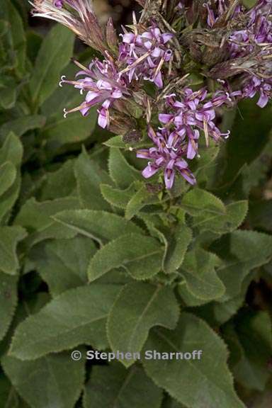 stevia salicifolia 1 graphic